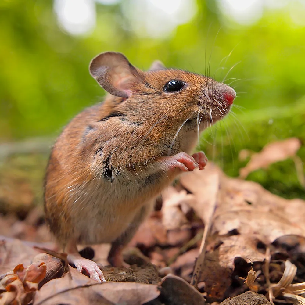 Eine kleine braune Maus, die aufrecht auf dem mit trockenen Blättern bedeckten Waldboden steht, vor einem verschwommenen grünen Hintergrund.