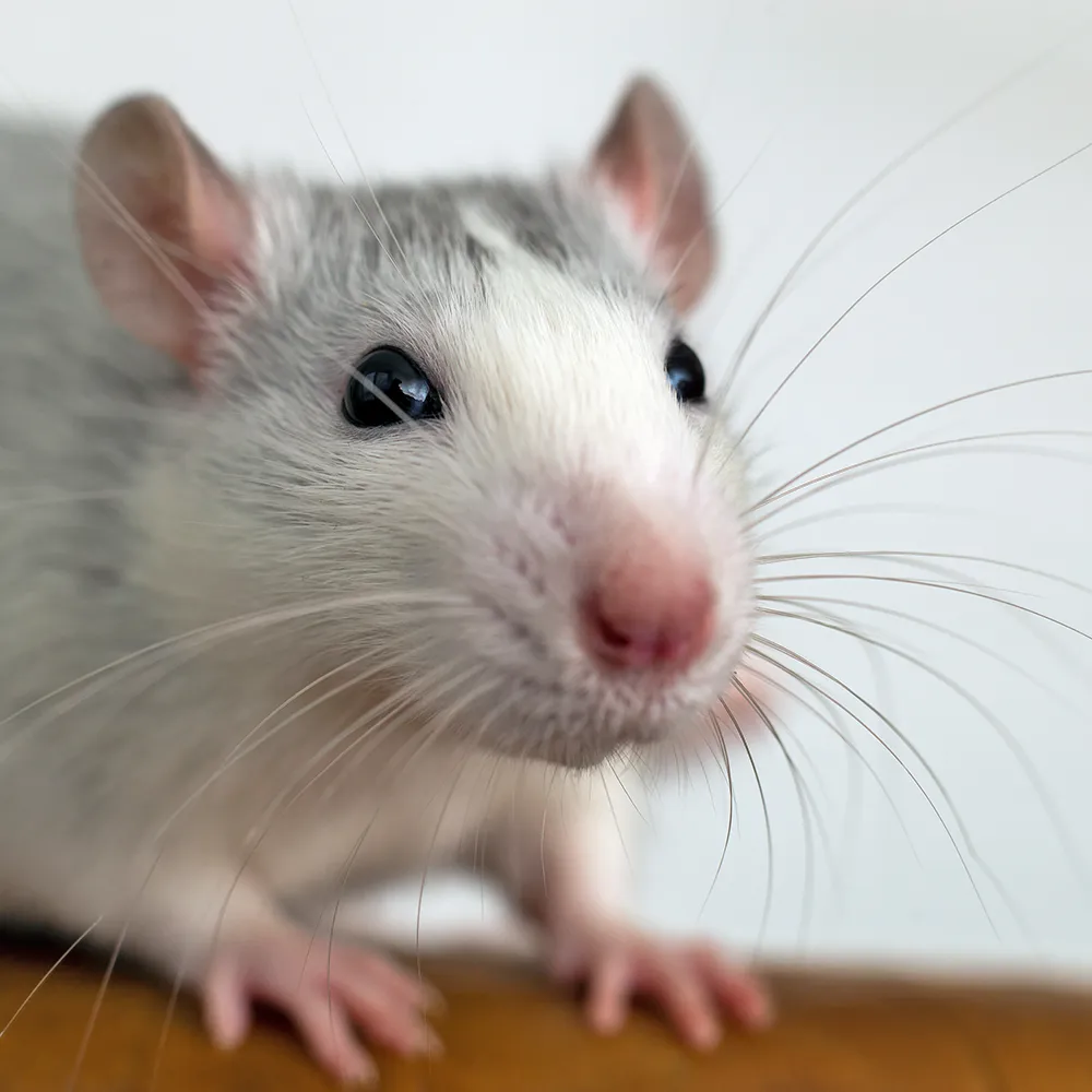 Nahaufnahme einer grau-weißen Ratte mit rosafarbener Nase und langen Schnurrhaaren, die auf einer hölzernen Fläche vor einem schlichten Hintergrund steht.