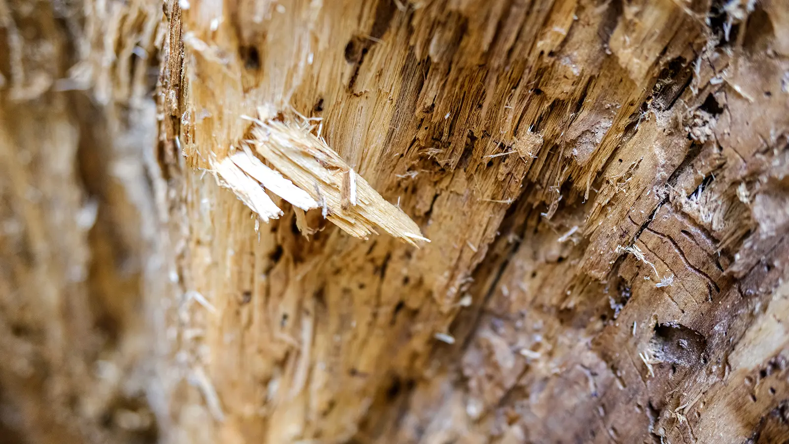 Nahaufnahme von gesplitterten, rauen Holzfasern mit gezackten Kanten, die Texturen und Details der gebrochenen Oberfläche zeigen.