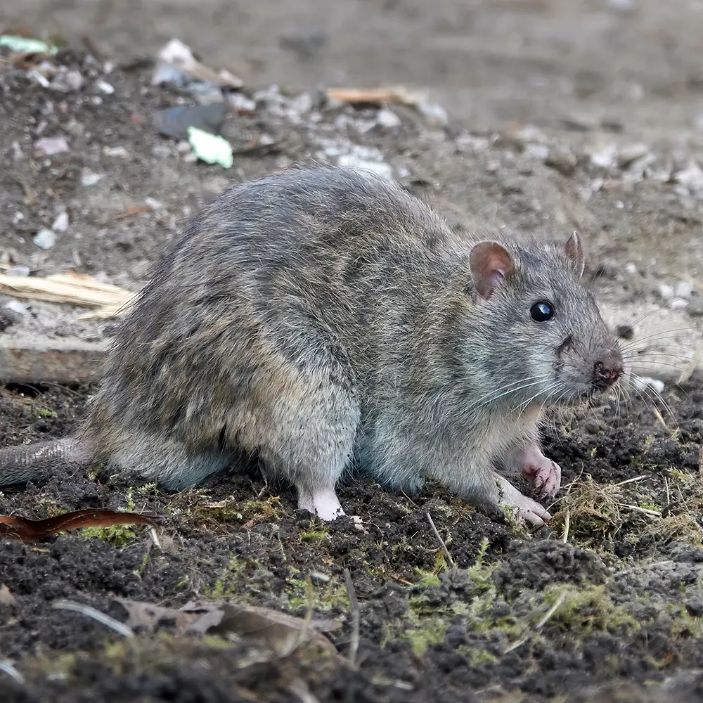 diewanderratte 2 Eine braune Ratte mit gräulichem Fell sitzt auf Schmutz und Moos, umgeben von verstreuten Trümmern in einer Außenanlage.