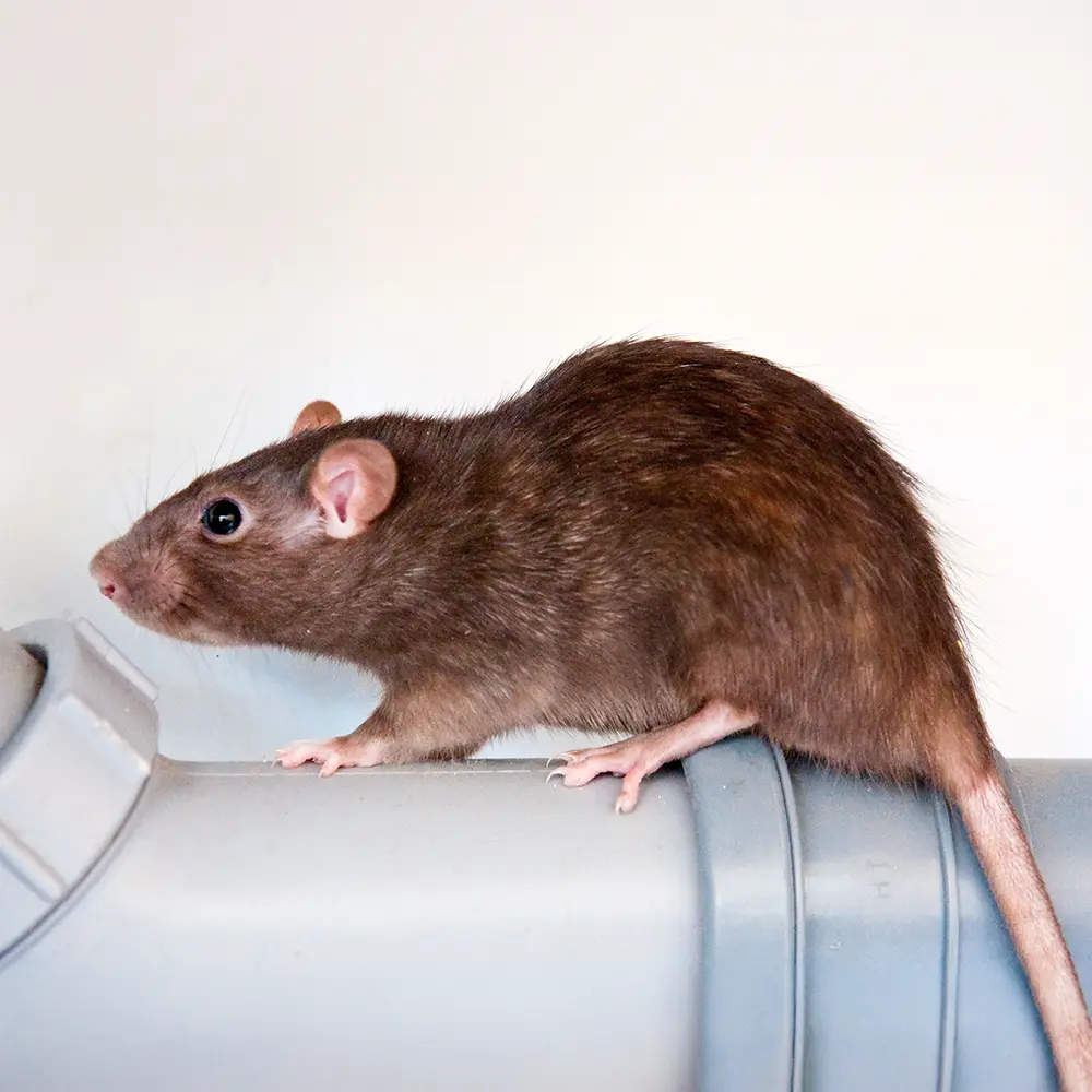 diewanderratte Eine braune Ratte, die auf einem grauen Plastikrohr vor einem schlichten hellen Hintergrund steht.