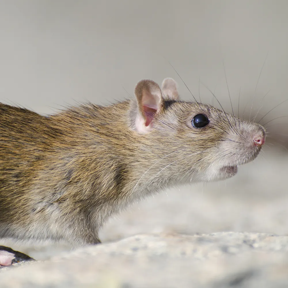 Nahaufnahme einer braunen Ratte, die auf einer hellen Fläche steht, mit Fell, Schnurrhaaren und wachem Gesichtsausdruck.