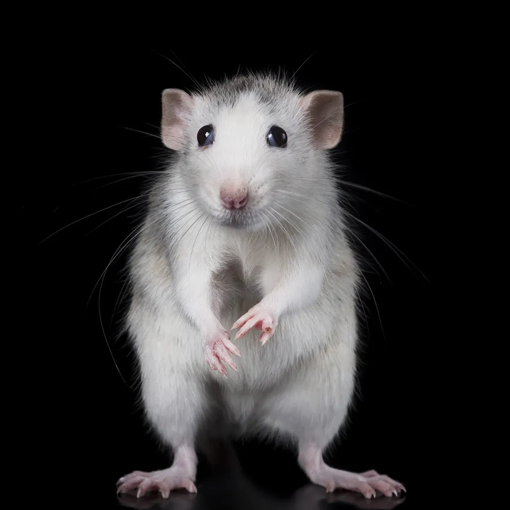 hausratte Eine Ratte mit weißem und grauem Fell steht aufrecht auf ihren Hinterbeinen vor einem schwarzen Hintergrund und schaut in die Kamera.
