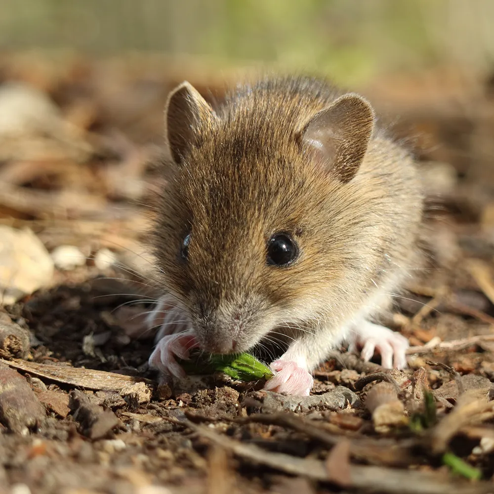 maus 2 Eine kleine braune Maus mit großen schwarzen Augen hockt auf dem Boden und knabbert an einem grünen Blatt inmitten von trockenen Zweigen und Erde.