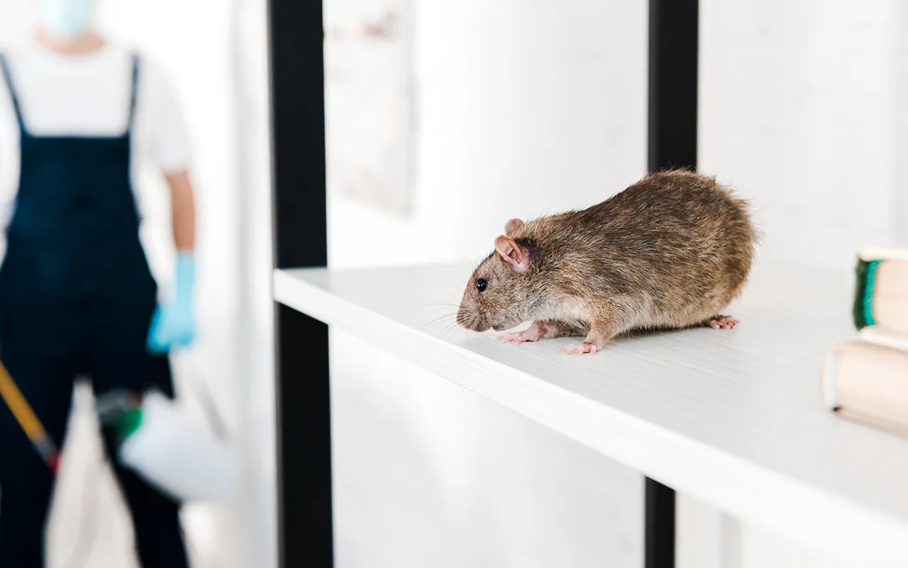 Eine braune Ratte steht in einem Innenraum auf einem weißen Regal. Im unscharfen Hintergrund ist eine Person in Schutzkleidung und Handschuhen zu sehen.