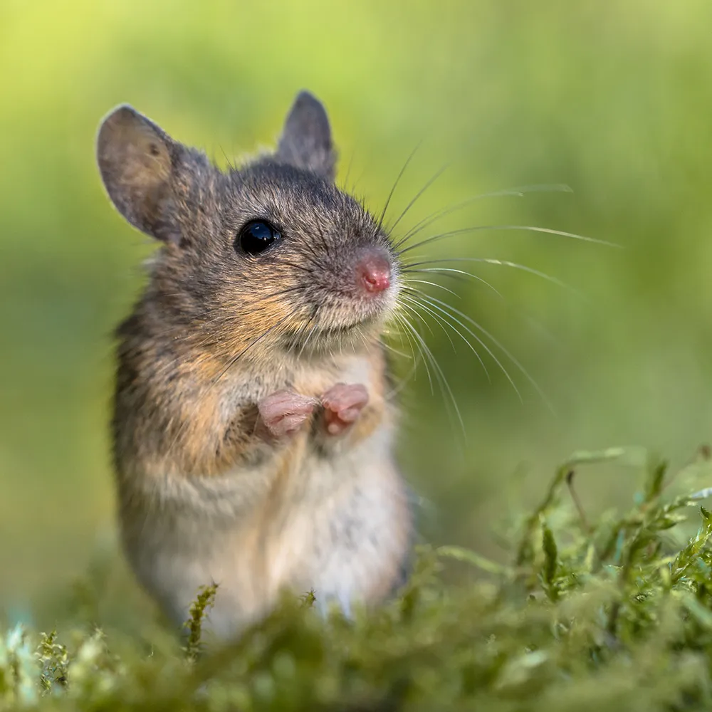 maus Eine kleine braune Maus steht aufrecht auf ihren Hinterbeinen im grünen Gras, die Vorderpfoten dicht an die Brust gedrückt, vor einem verschwommenen grünen Hintergrund.