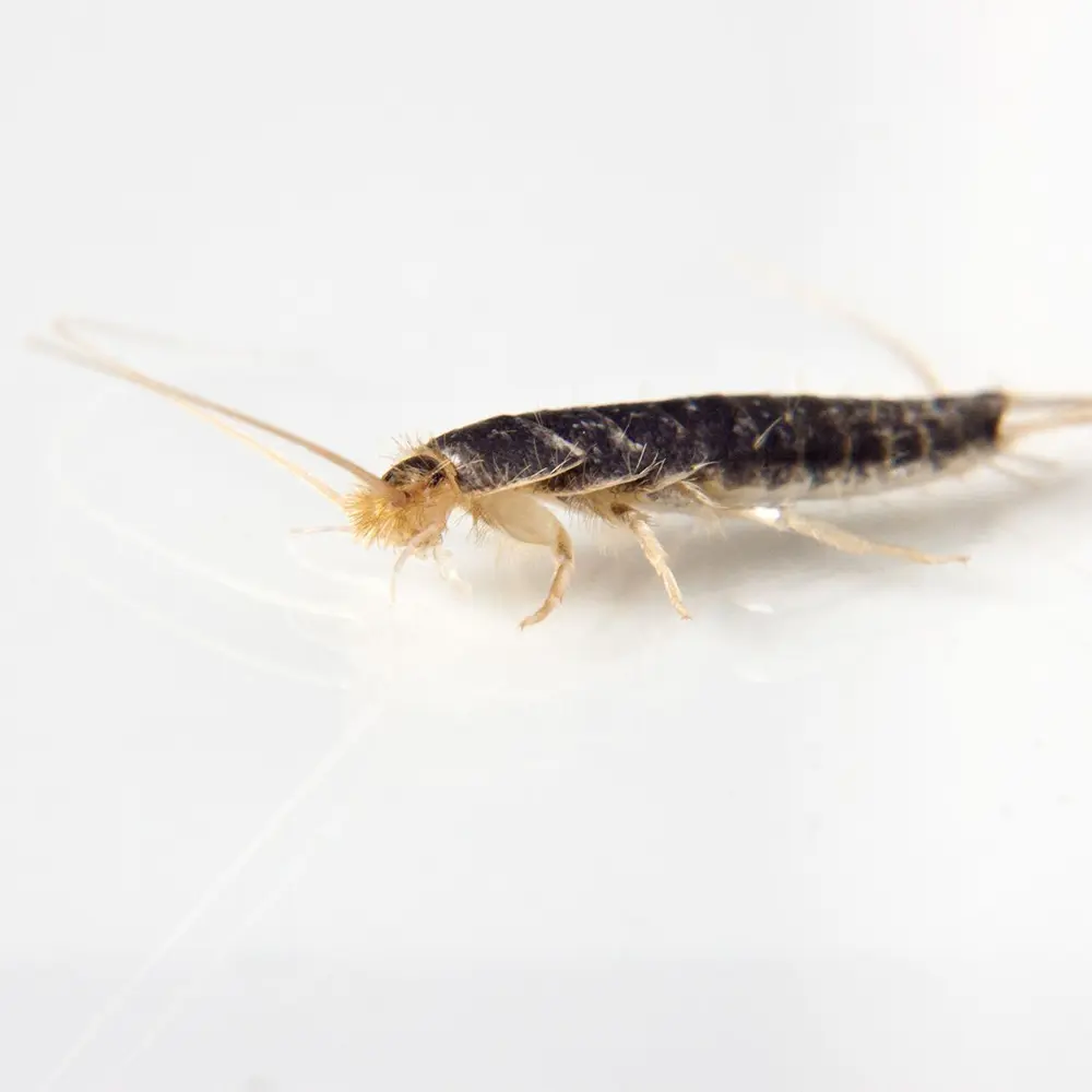 silberfischchen 2 Nahaufnahme eines Silberfischchens mit langem, schlankem, gräulichem Körper und Fühlern, das auf einer weißen Fläche läuft.